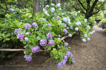 紫陽花満開