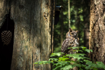 Owl in Canadian rainforest
