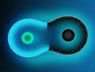 3D rendering of cell. Two Cell, embryo, Human Cell. and Cell division on a dark blue background. 