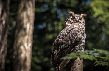 Owl in Canadian rainforest