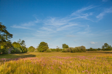 Natural Butterfly Habitat