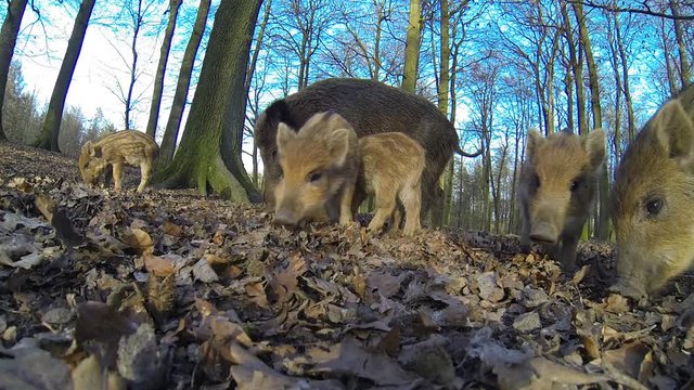 Wildschweine, Bache mit Frischlinge auf Futtersuche, Weitwinkel, Gopro