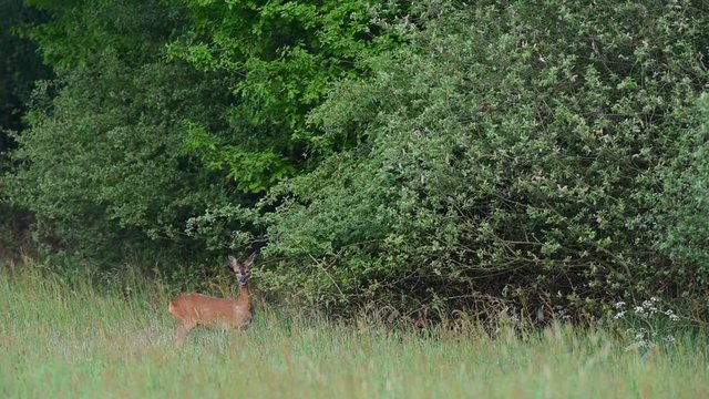 Rehwild, Ricke knabbert Bl&auml;tter von einer Weide, Mai
