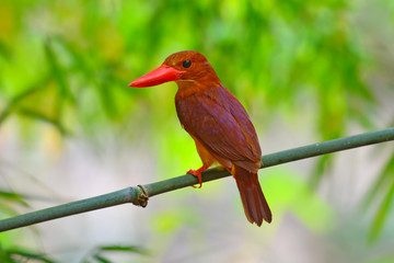 Ruddy Kingfisher Bird