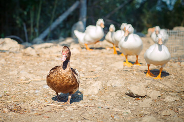 A group of ducks on a poultry farm.