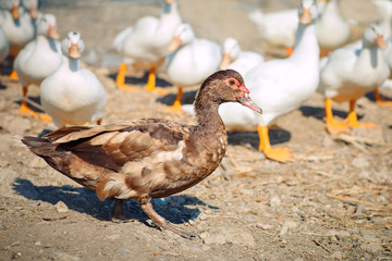 A group of ducks on a poultry farm.