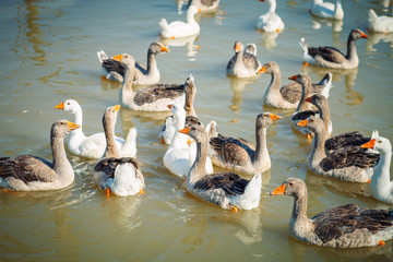 Obraz premium A group of geese on the poultry farm.