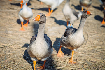A group of geese on the poultry farm.