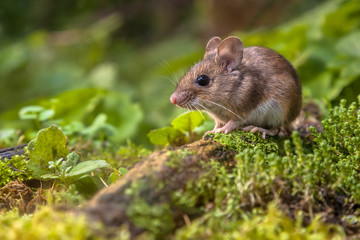 Naklejka na ściany i meble Wood mouse on forest floor
