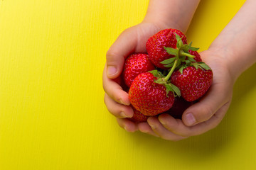 Handful of fresh, ripe strawberries in the hands of a child on a yellow background.
