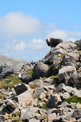 Black woolly Herdwick sheep high up near the summit of Scafell Pike in the Lake District Cumbria England