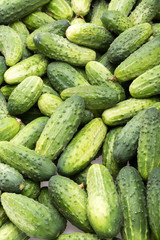 a lot of young cucumbers as background