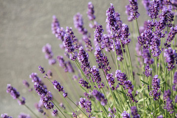 Naklejka premium Garden with the flourishing lavender