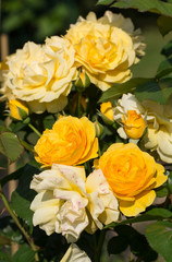 Yellow Rose on the Branch in the Garden