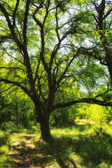 Tree in the wild forest