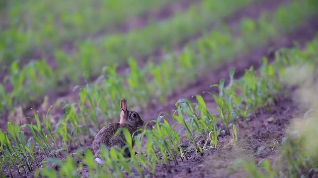 Wildkaninchen im Mais Feld, Juni