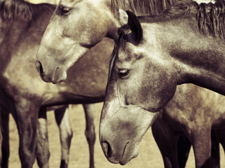 Obraz premium sleeping horse