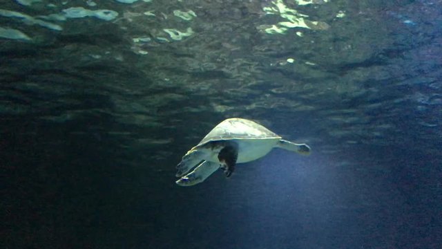 Green sea turtle swim underwater