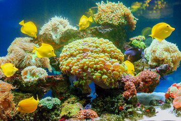 Tropical reefs and small fish on the colored bottom
