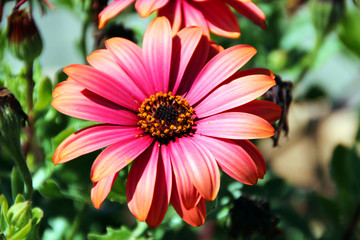 Obraz premium Beautiful flowers, summer season, France