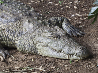 Nahaufnahme des Krokodils
