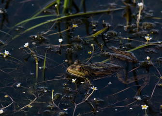 Frog in the pond