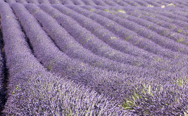 Naklejka na ściany i meble Valensole lavender fields