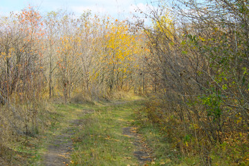 Fototapeta premium Dirty rural road in the forest on autumn