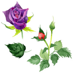 Wildflower rose flower in a watercolor style isolated. Full name of the plant: rose. Aquarelle wild flower for background, texture, wrapper pattern, frame or border.