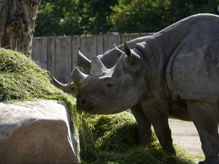 Naklejka premium Nashorn