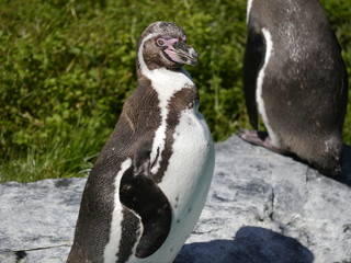 Pinguin