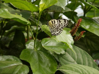 Schmetterling
