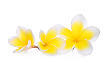 Fototapeta na wymiar white frangipani (plumeria) flower isolated on white background
