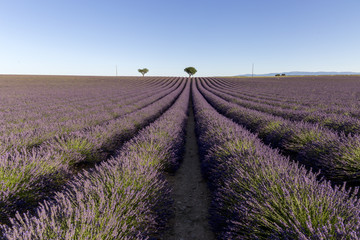 Fototapeta na wymiar Valensole lavender fields