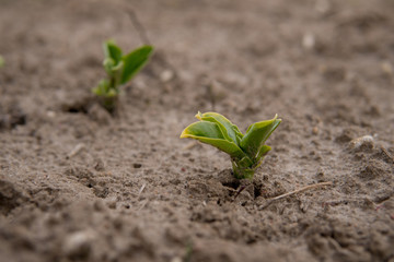 small plants growing from the ground