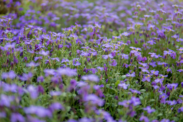 Obraz premium detail of purple flowers