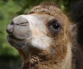 Camel