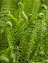 Fototapeta na wymiar green fern detail