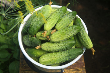 Freshly picked cucumbers in greenhouse. Bucket of cucumber harvest in garden, top view.