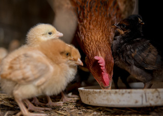 colorfull newborn chickens