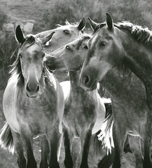 young playing horse