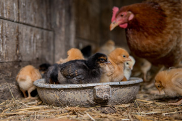 colorfull newborn chickens