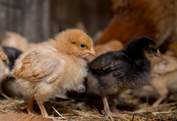 colorfull newborn chickens