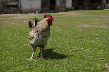 lone rooster