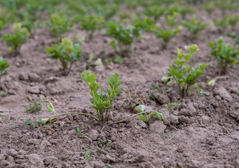 celery growing on the field