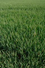 green wheat