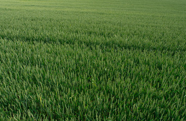 green wheat