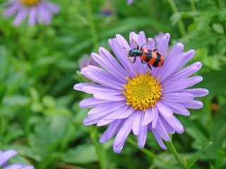 Beetle Screw on a flower close up