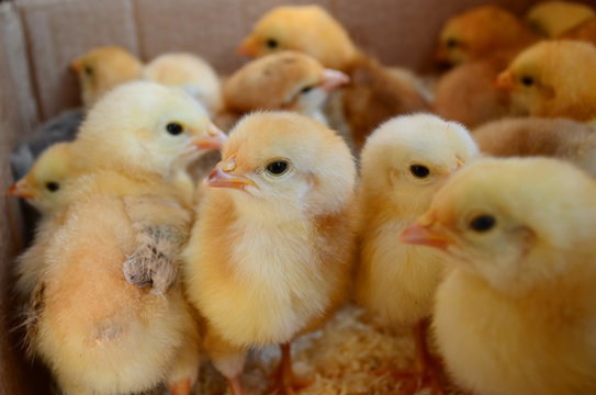 a lot of live chickens in a box