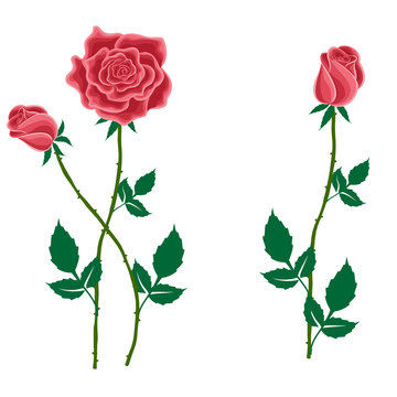 Flower of a red rose with buds in cartoon style